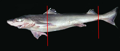 Centrophorus granulosus_022241.jpg